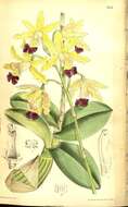 Image of orchids