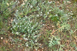 Слика од Teucrium capitatum L.