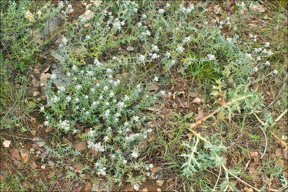 Слика од Teucrium capitatum L.