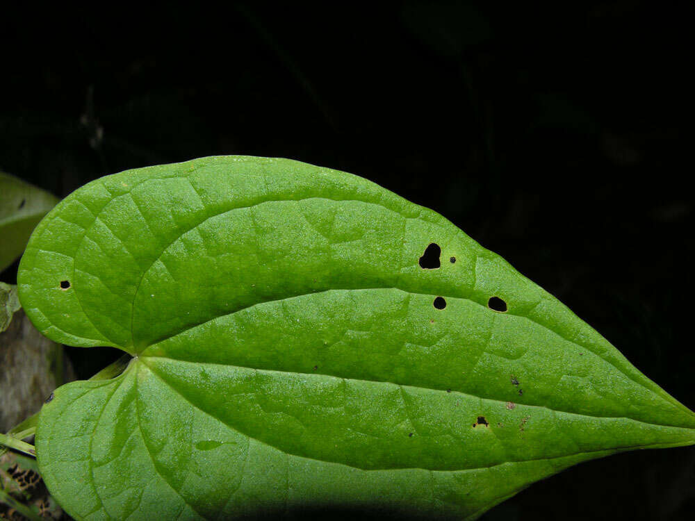 Dioscorea polygonoides Humb. & Bonpl. ex Willd. resmi