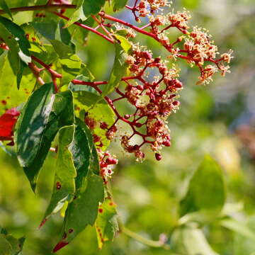 Image de vigne vierge vraie