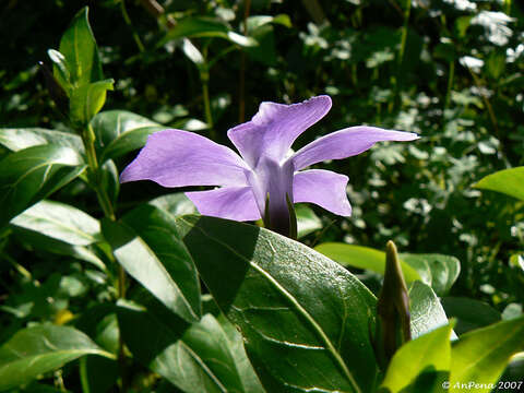 Imagem de Vinca difformis Pourr.