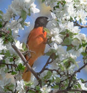 Image of New World orioles