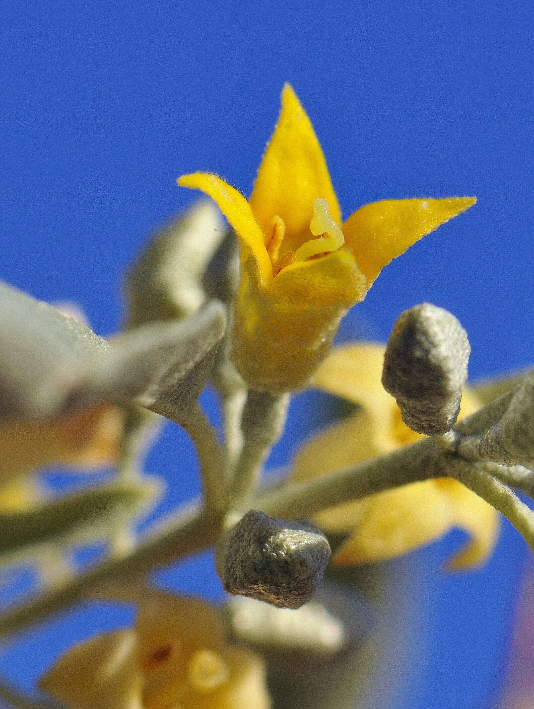 Image of Russian olive