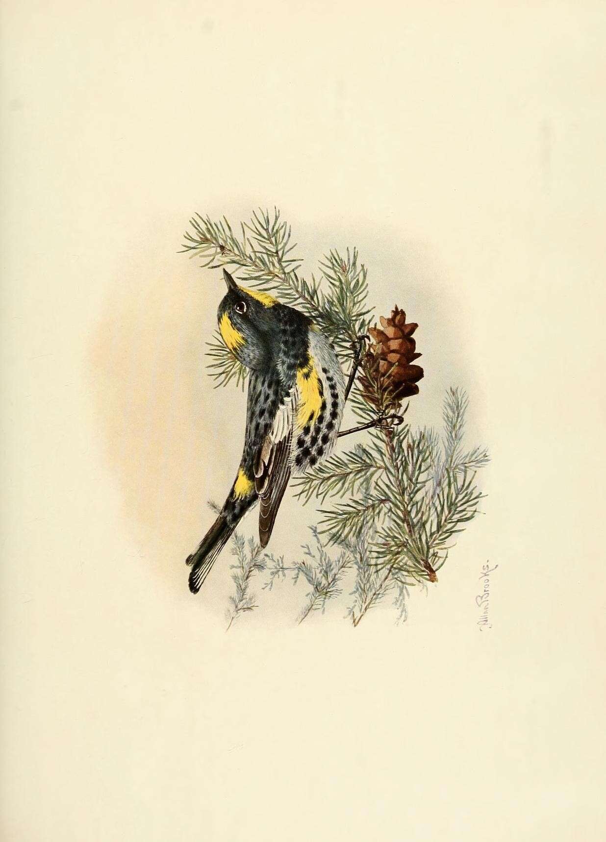 Image de Setophaga coronata auduboni