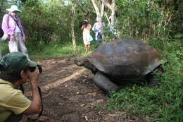 Image of Typical Tortoises