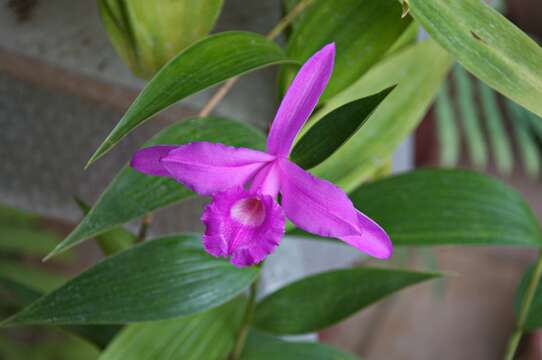 Image of Sobralia paradisiaca Rchb. fil.