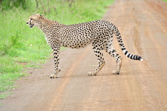 Image of Acinonyx Brookes 1828