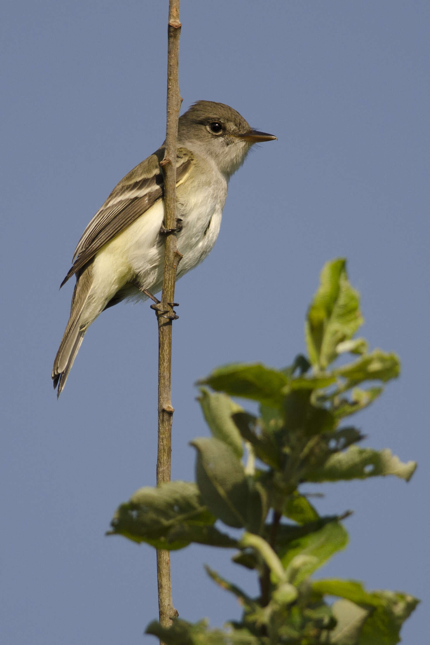 Image of Empidonax Cabanis 1855