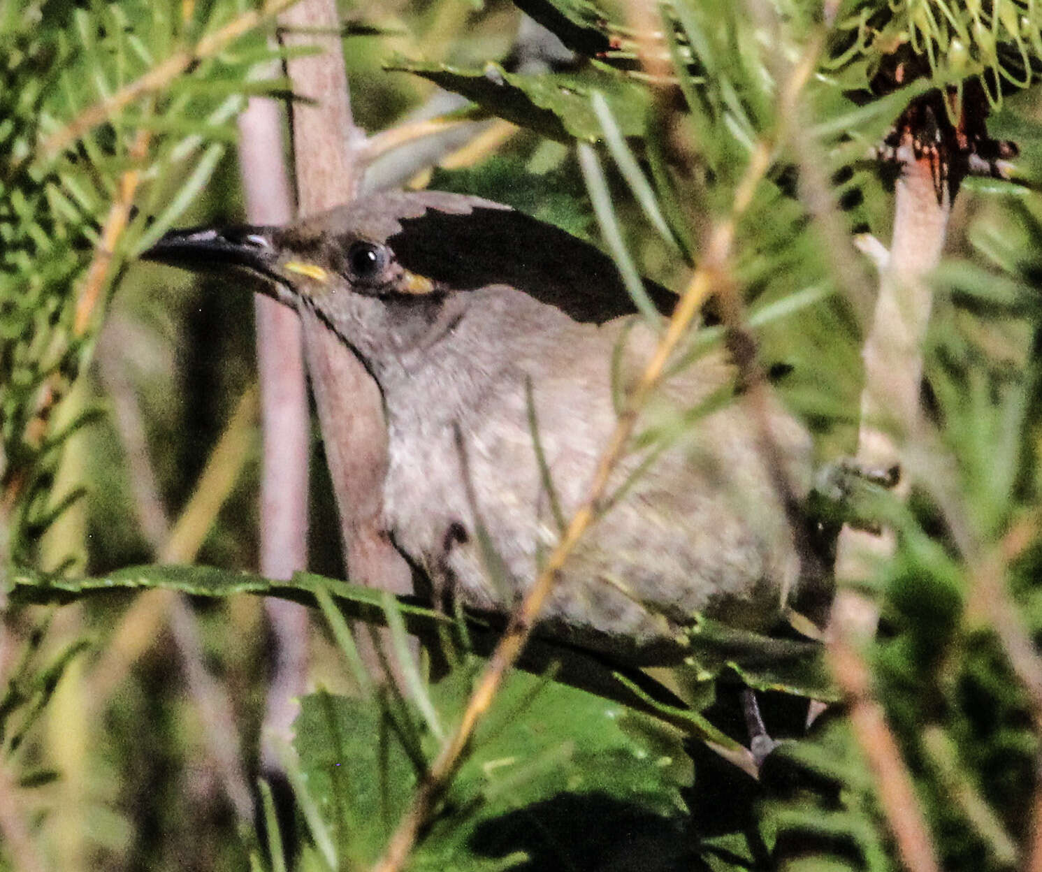 Image of Brown Honeyeater