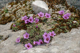 Image of purple mountain saxifrage