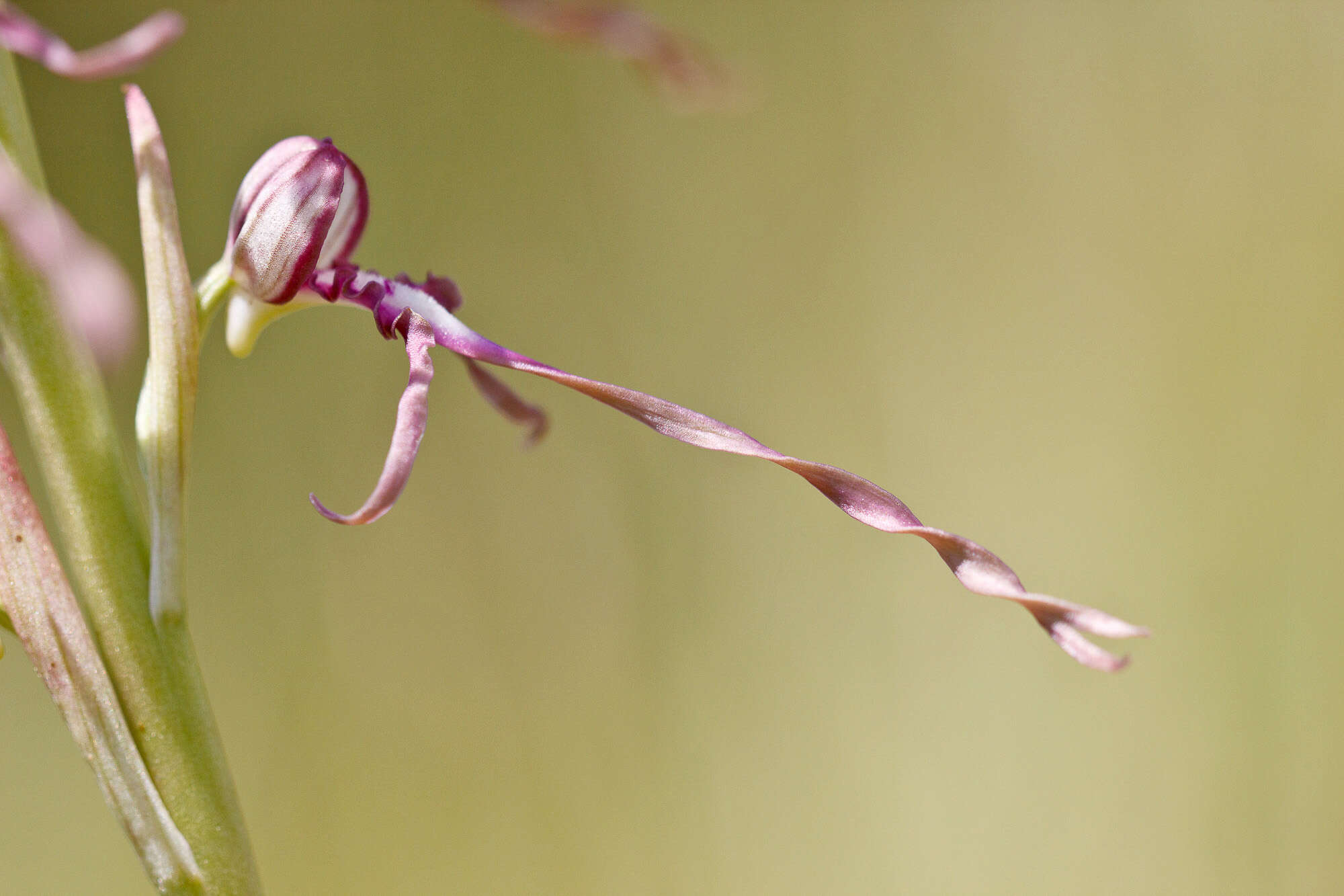 Himantoglossum adriaticum H. Baumann resmi