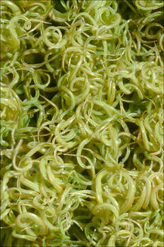 Image of tortella moss