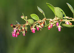 Lyonia lucida (Lam.) C. Koch resmi