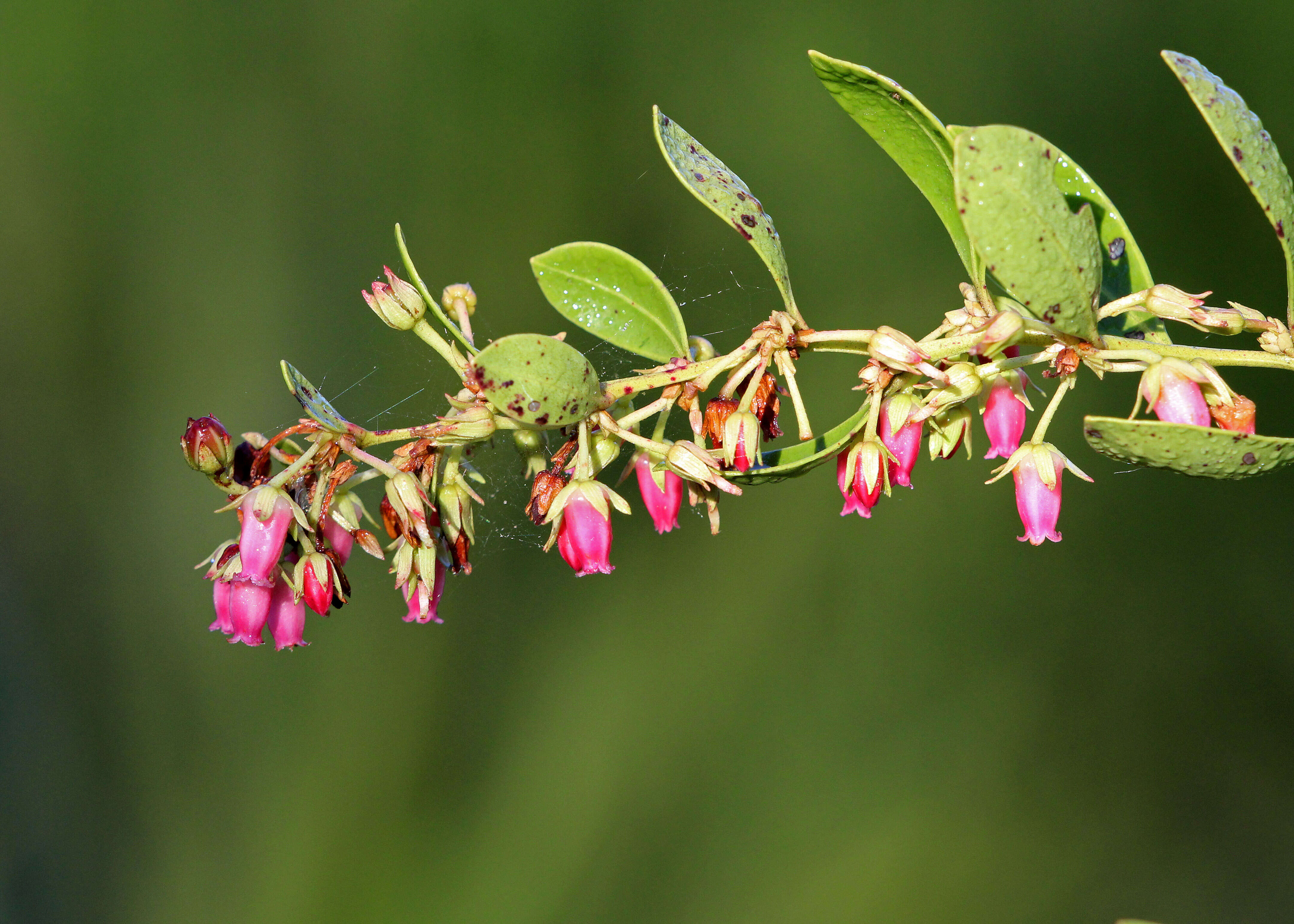 Lyonia lucida (Lam.) C. Koch resmi