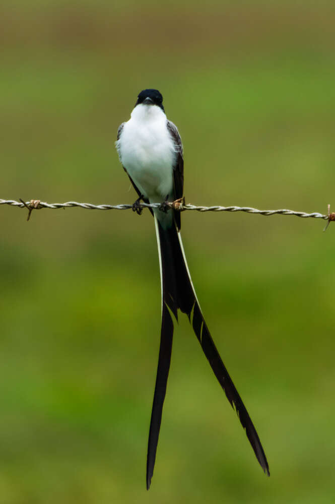 Image of Fork-tailed Flycatcher