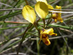 Image de Diuris semilunulata Messmer