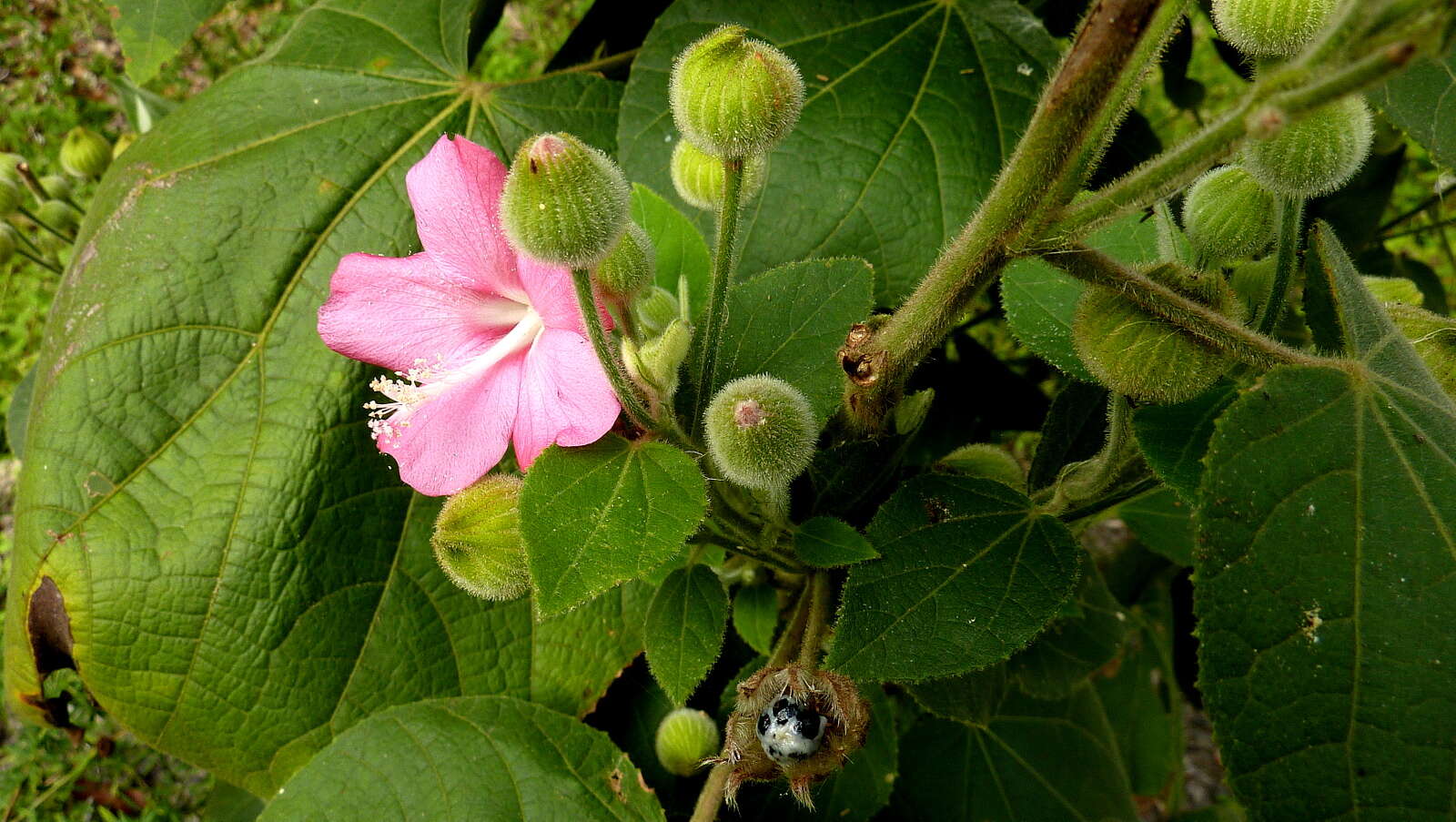 Image of Pavonia malacophylla (Link & Otto) Hemsl.