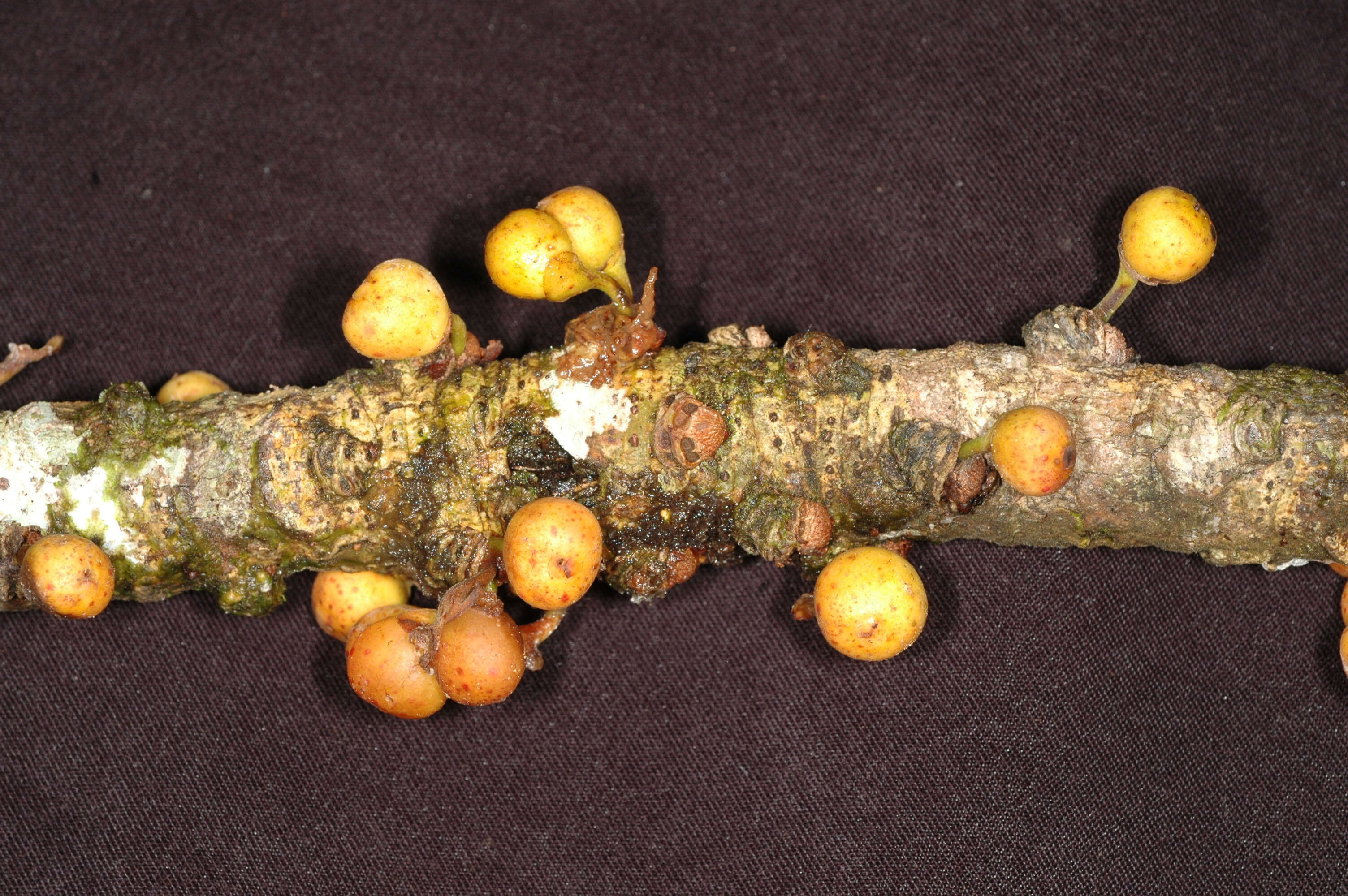 Image of Ficus caballina Standl.