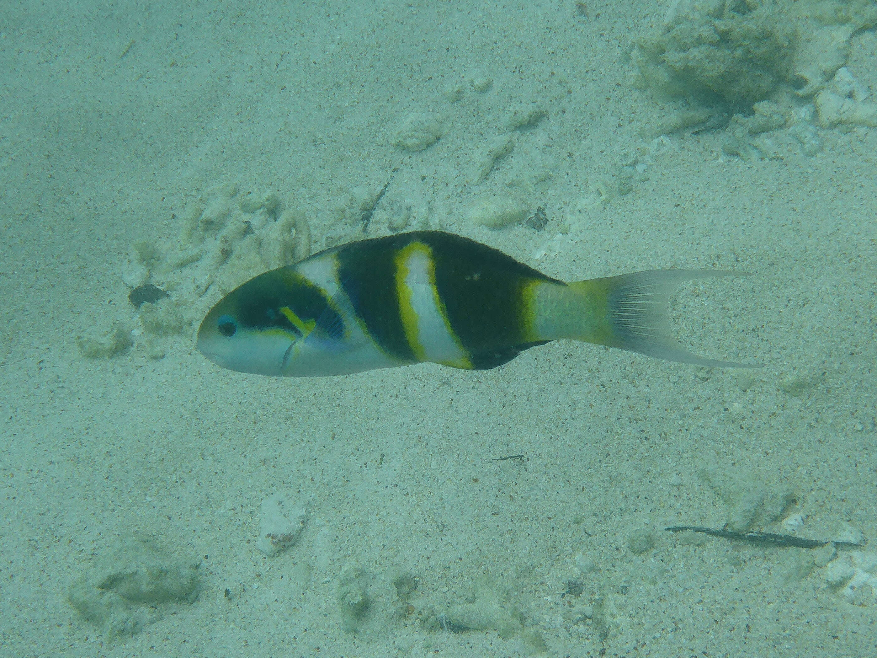 Image de Girelle Paon à Quatre Bandes Noires