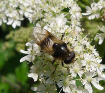 Image of hoverfly