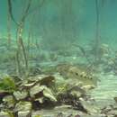 Image of Bay snook