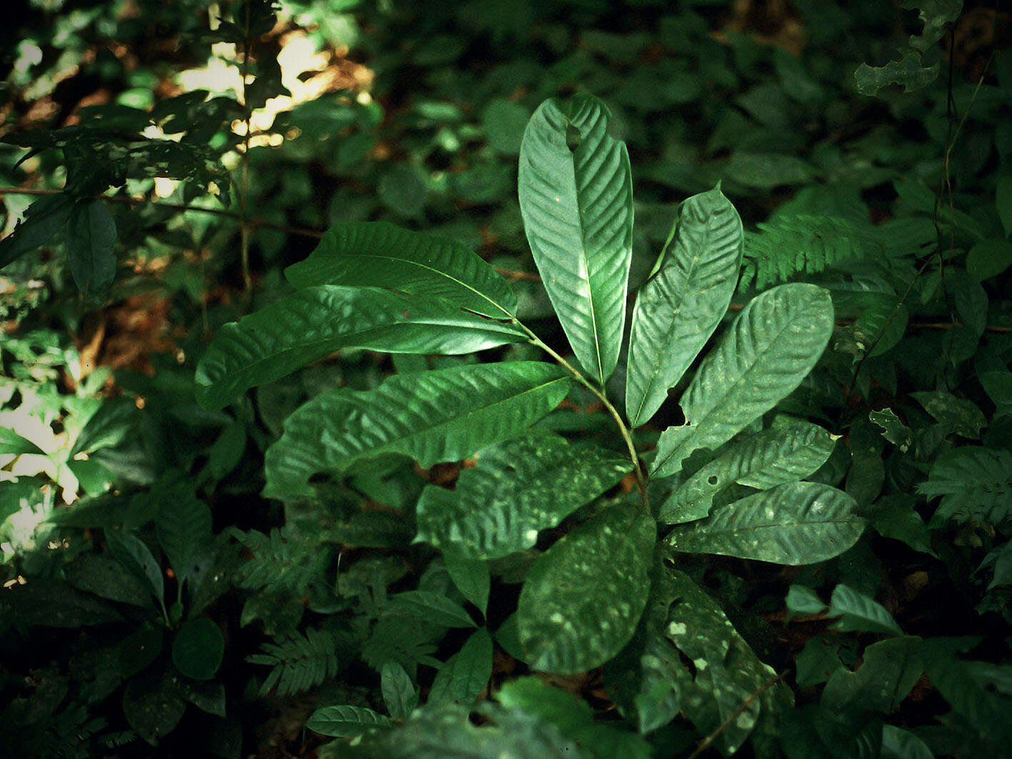 Plancia ëd Uvariodendron usambarense R. E. Fr.