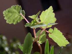 Image of Begonia sutherlandii Hook. fil.