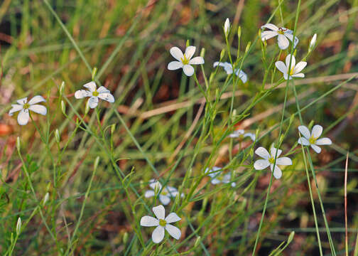 Image of shortleaf rose gentian