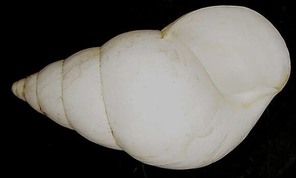 Image of Gastropoda