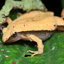 Image of Arcuate-spotted Pygmy Frog