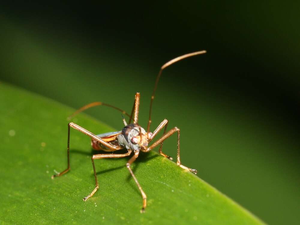 Plancia ëd Phaenacantha (Phaenacantha) australiae Kirkaldy & G. W. 1907