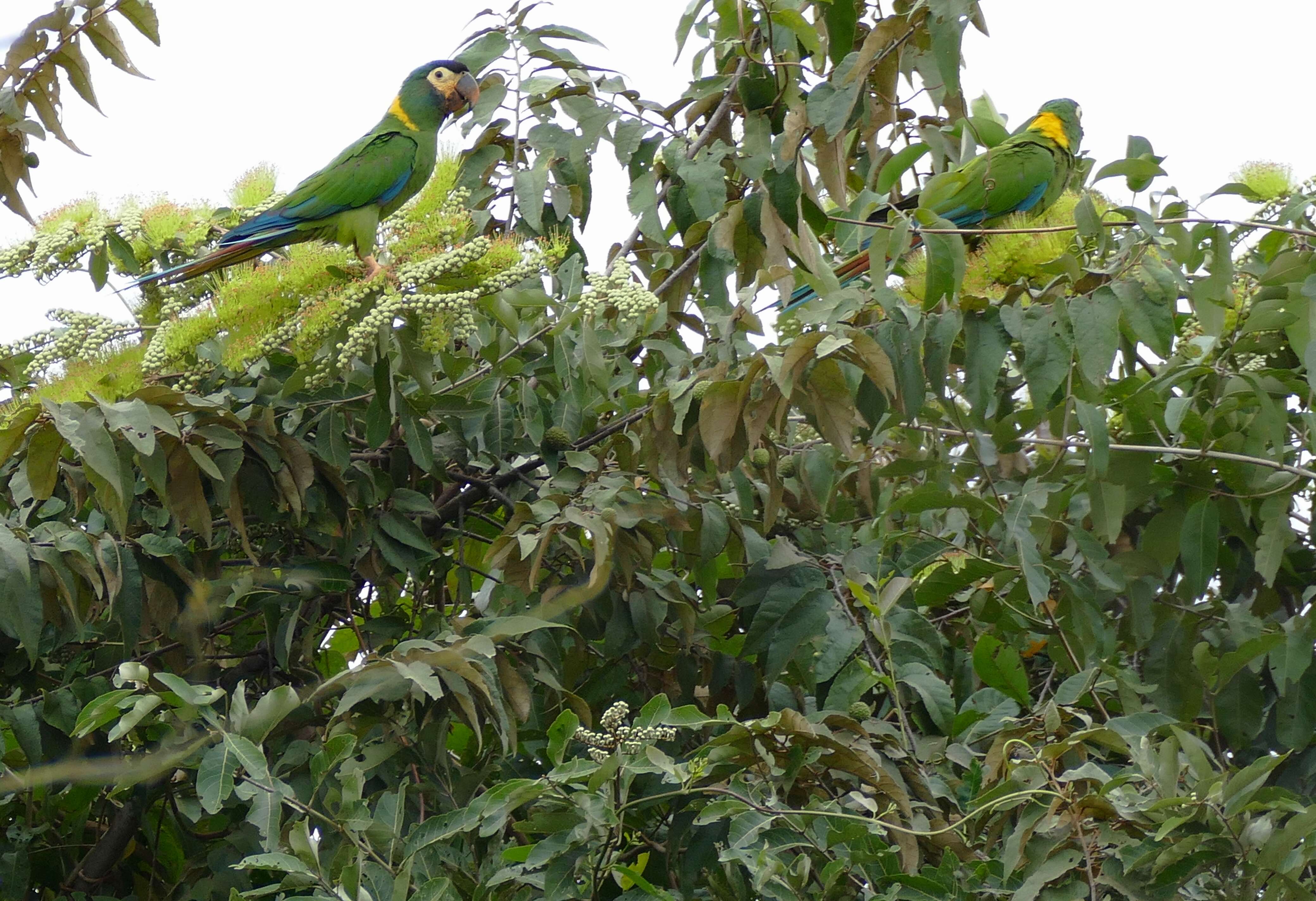 Image of Golden-collared Macaw