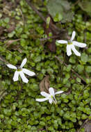 Image de Lobelia angulata G. Forst.