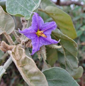 Image of Solanum lycocarpum A. St.-Hil.