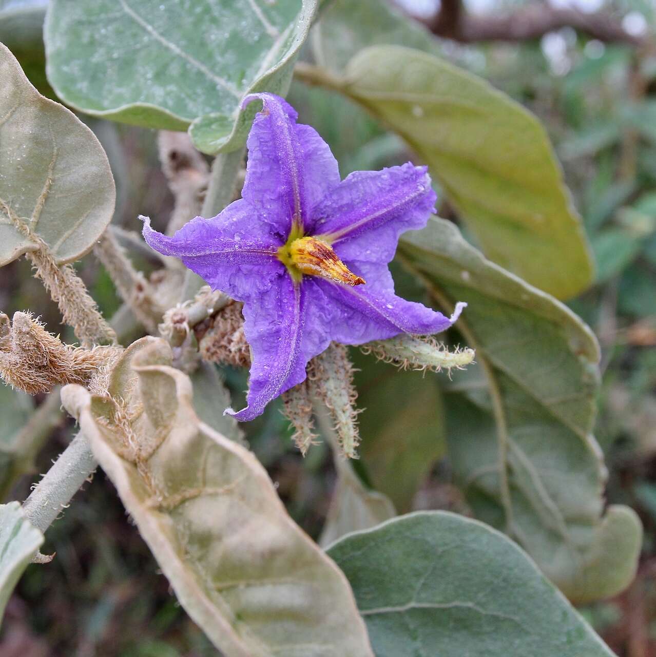 Image of Wolf apple