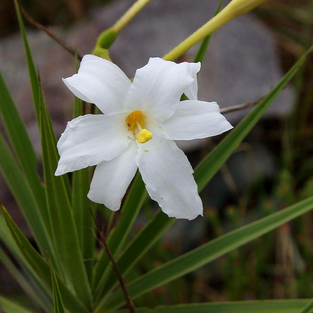 صورة Velloziaceae