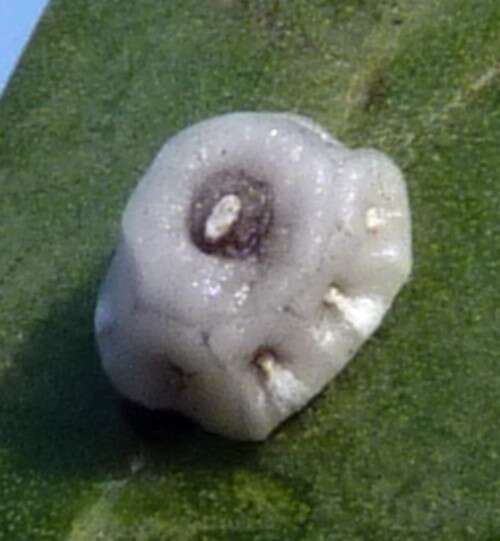 Image of plant lice