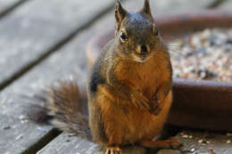 Image of Douglas's Squirrel