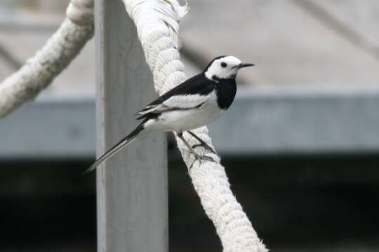 Image of Motacilla alba leucopsis Gould 1838