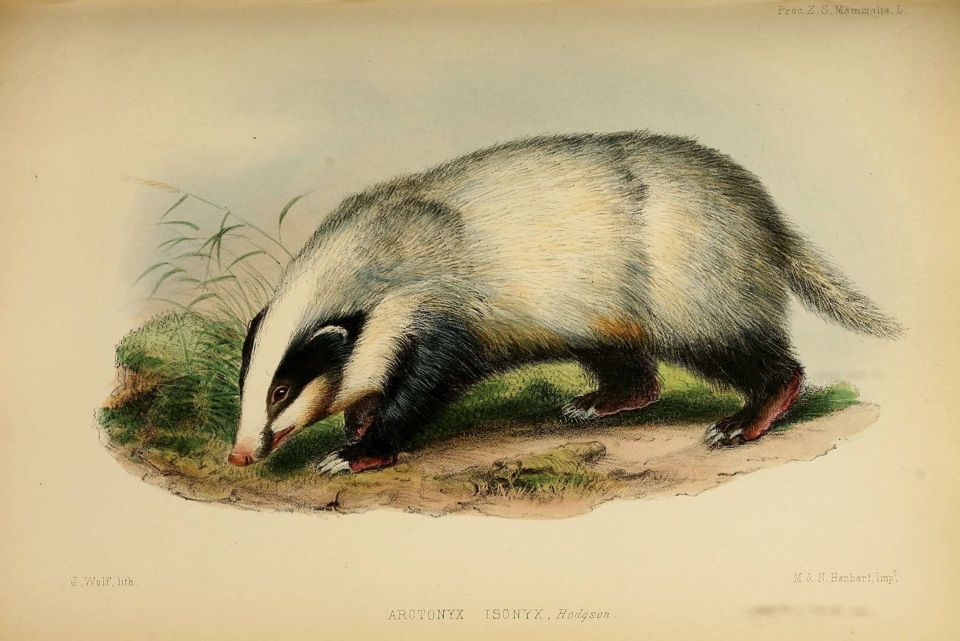 Image de Arctonyx F. G. Cuvier 1825