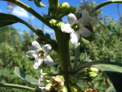 Image of Myoporum stellatum (G. L. Webster) O. Deg. & I. Deg.