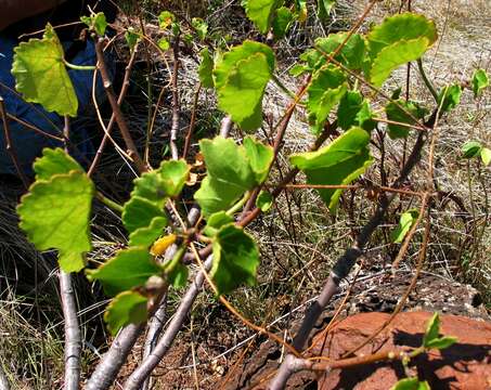 Image of Brackenridge's rosemallow