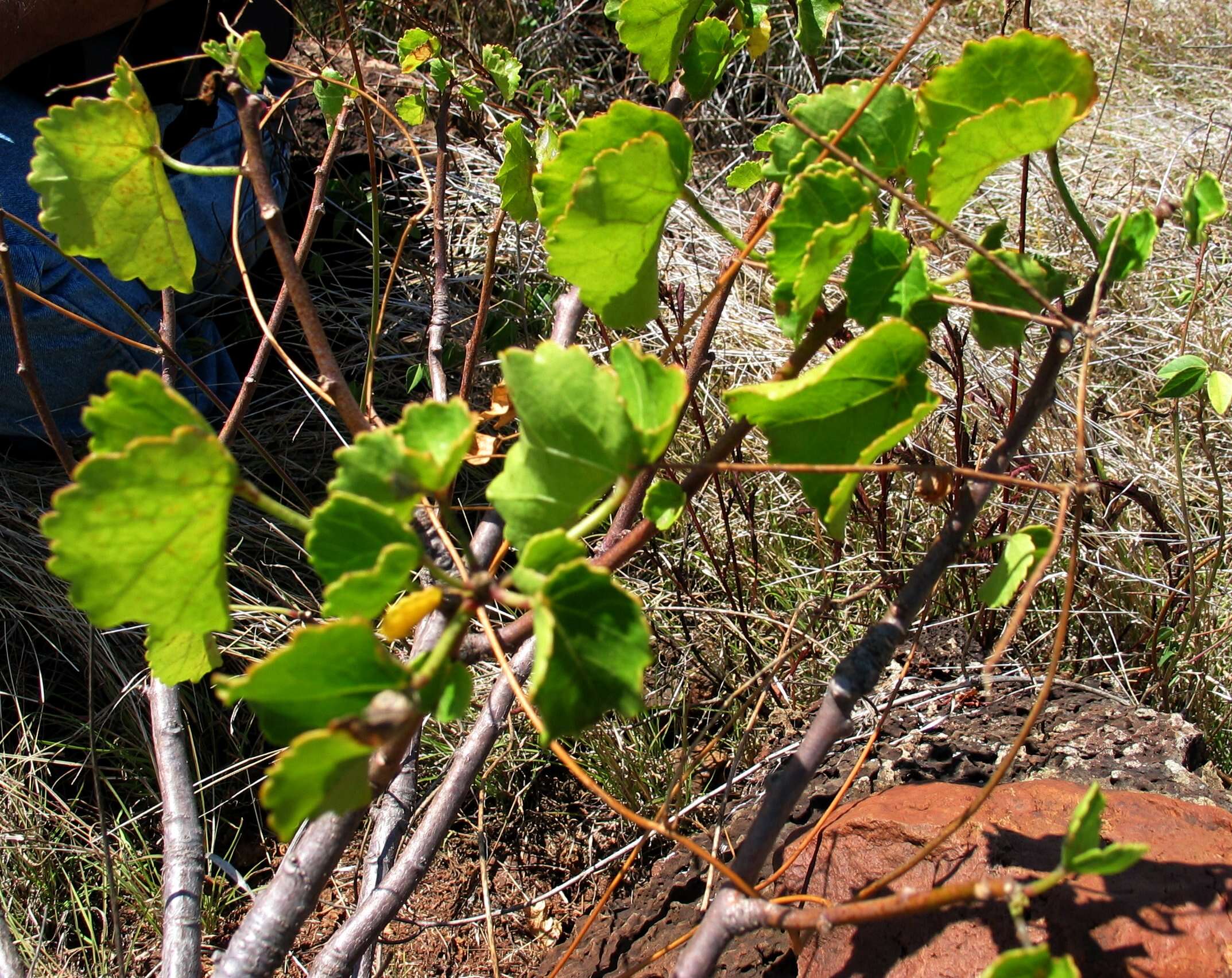 Image of Brackenridge's rosemallow