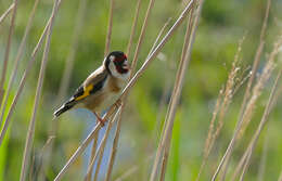 Imagem de Carduelis Brisson 1760