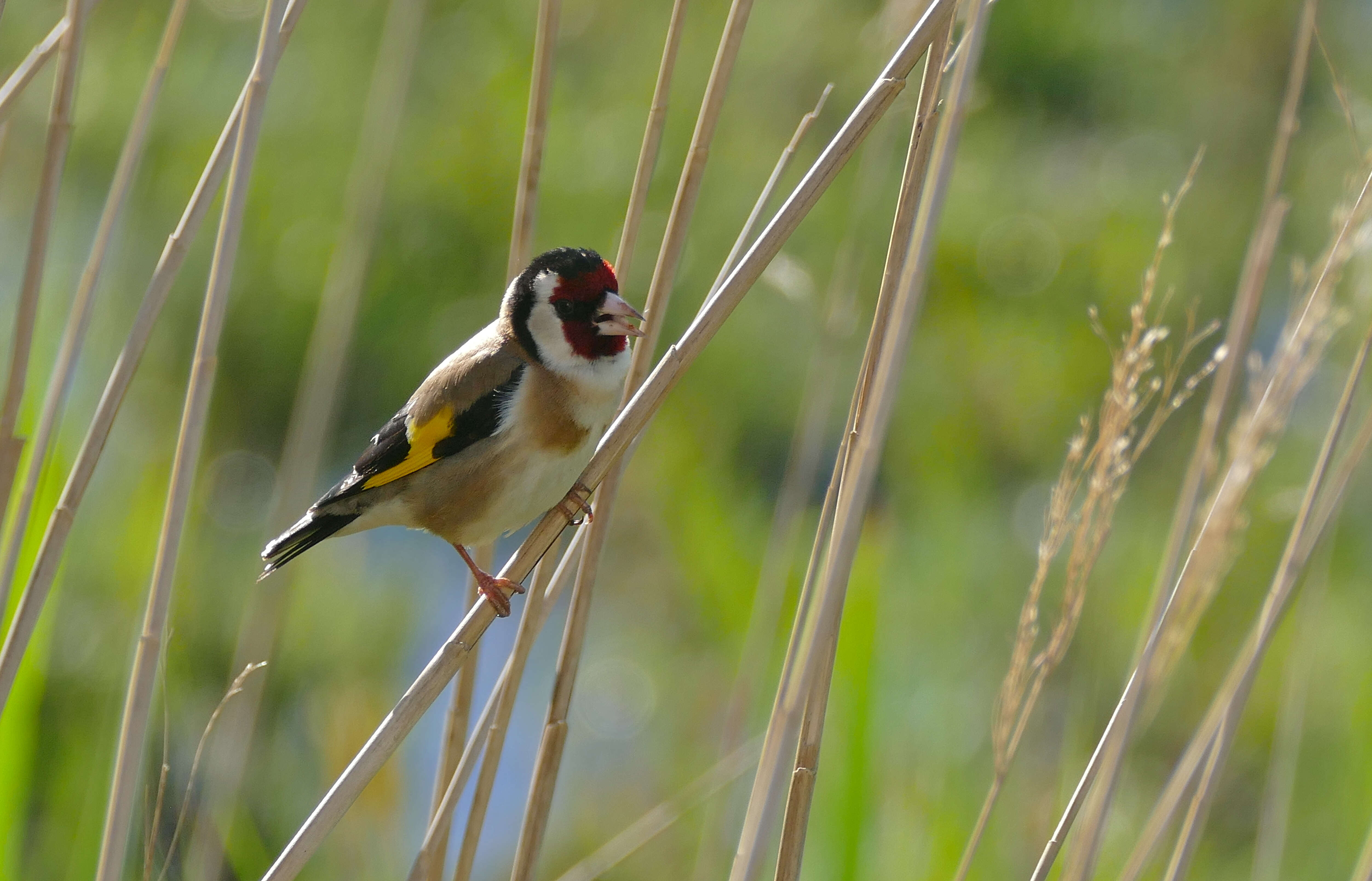 Imagem de Carduelis Brisson 1760