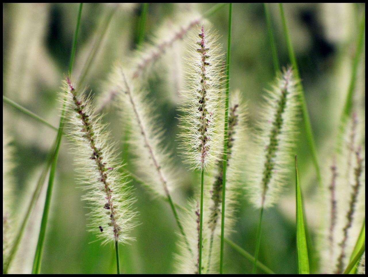 Image of Bristlegrass