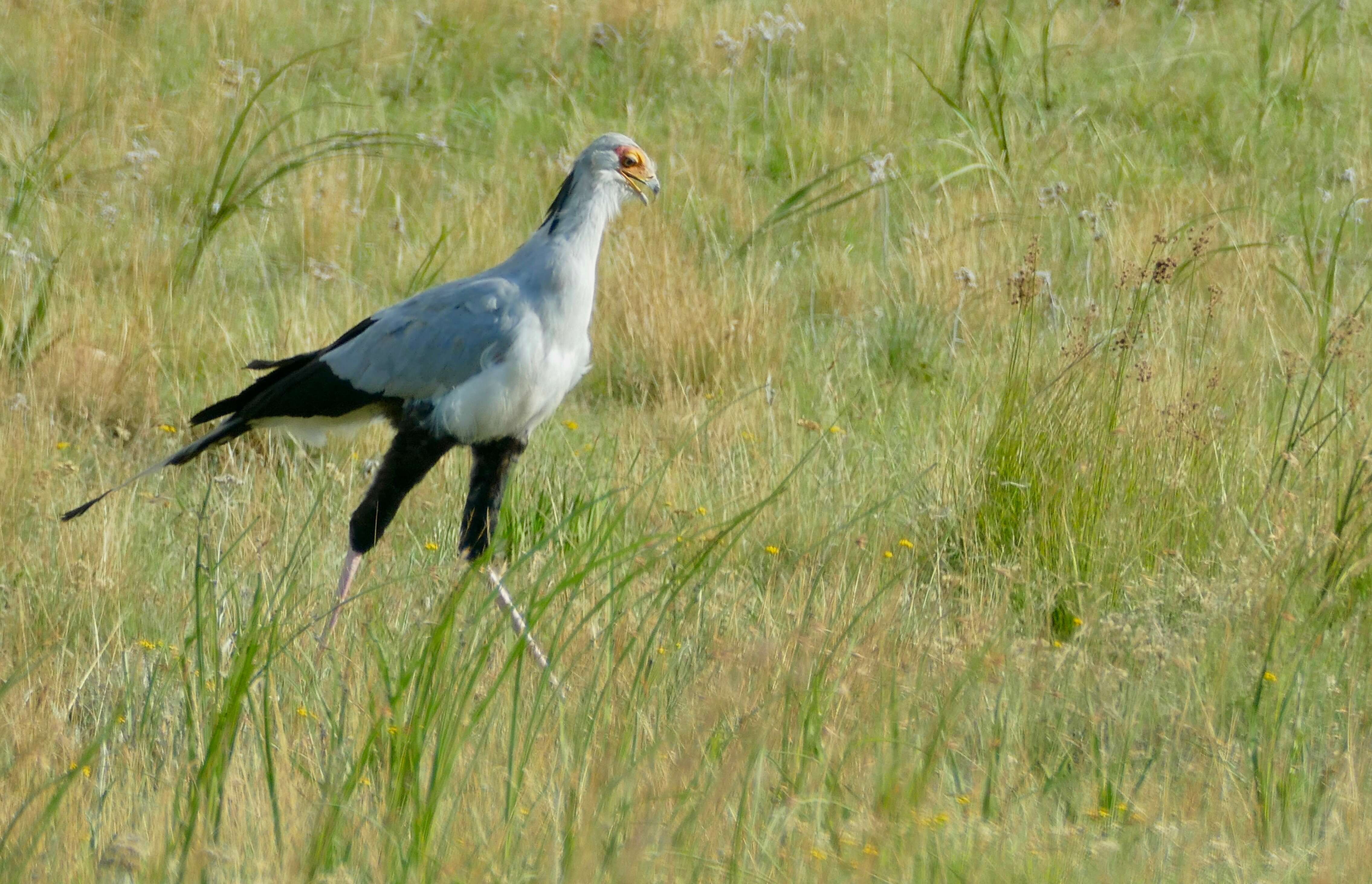 Image of Sagittariidae