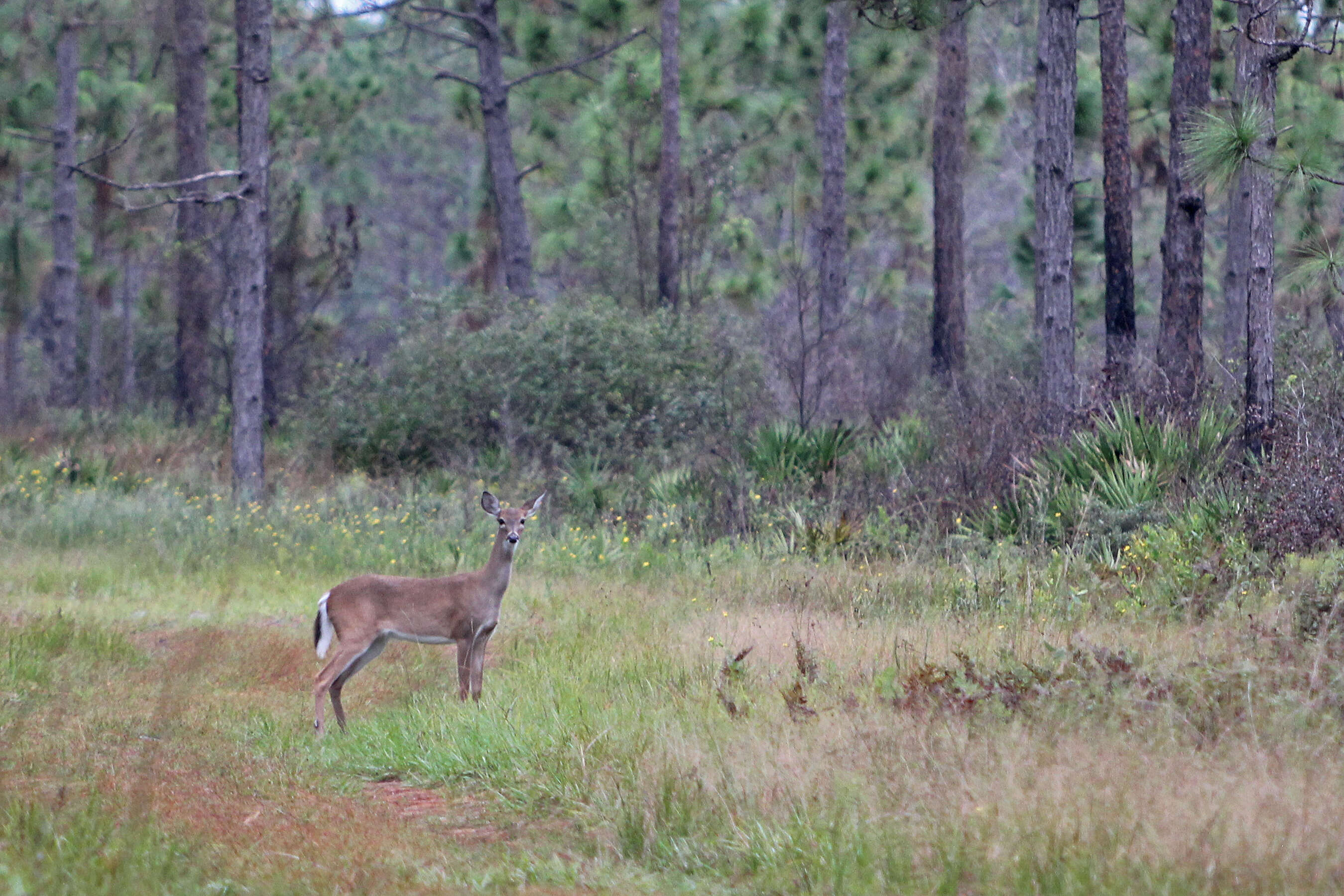 Image of mule deer and white-tailed deer