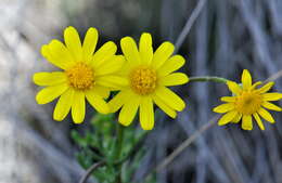 Image of French groundsel